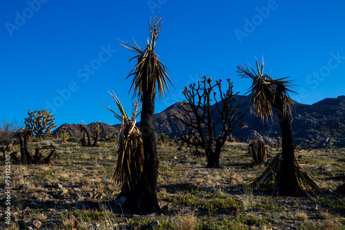 Burned yucca plant. 