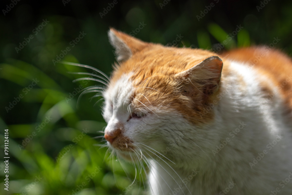 cute street cat  close-up portrait.