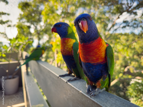 Rainbow Lorikeet Parrot. Birds of Australia (ID: 791124791)