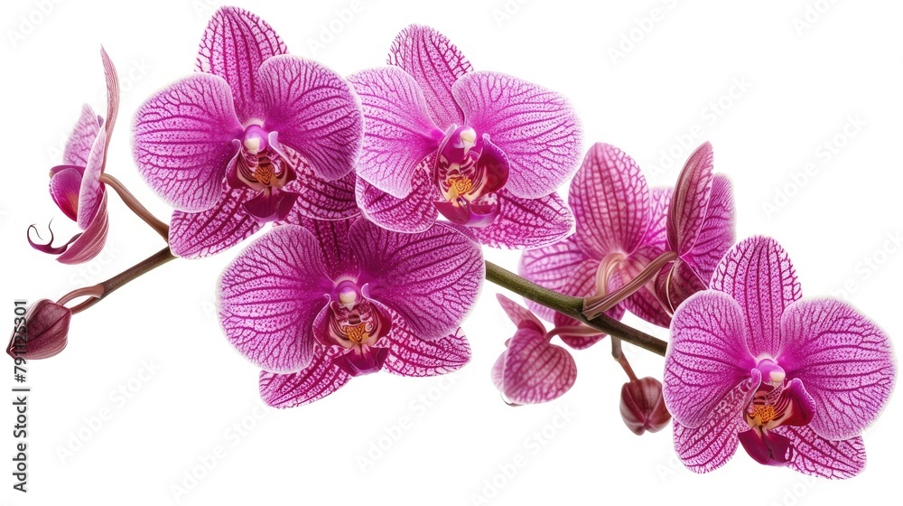 Obraz premium Phalaenopsis Orchid isolated on a white background