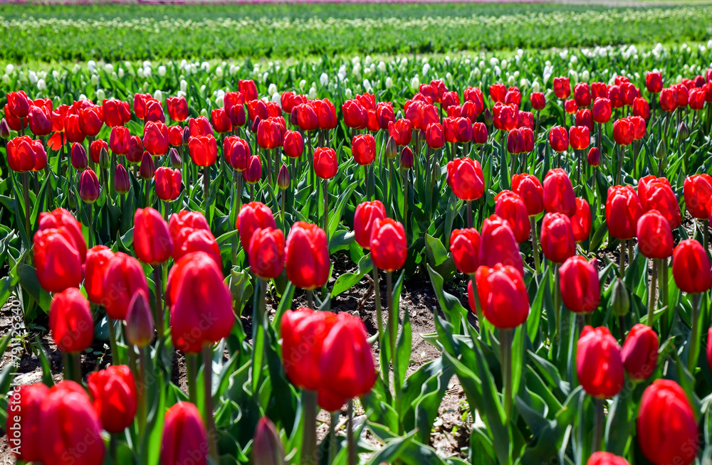colorful tulip field in bloom in springtime