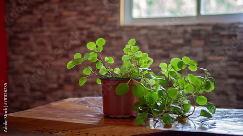 plant on a rustic table