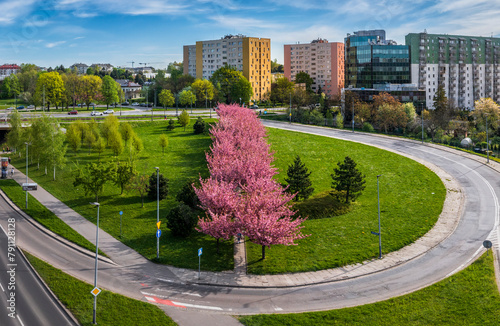 Cherry blossom alley with view of socialist buildings and blocks of flats in Krakow during spring, Poland. photo
