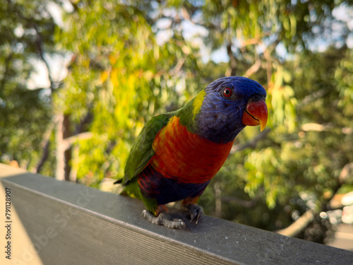 Rainbow Lorikeet Parrot. Birds of Australia (ID: 791128907)