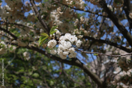 Bilde på lerret Spring’s Whisper: White Blossoms on Tree Branch