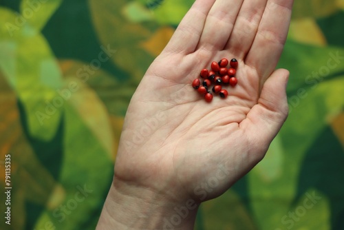 Huayruro (Ormosia coccinea) seed in a woman’s hand in a colorful background with green tones 