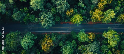 Forest and asphalt pavement