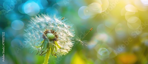 Delicate Dandelion Seeds Floating on the Breeze in a Serene Natural Setting