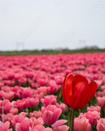 Tulip fields, flowers,Netherlands 