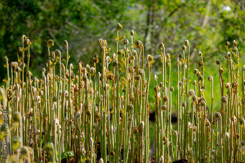 Selective focus young curl, roll or fold of Royal fern growing along swamp or pond in the park, Osmunda regalis is a species of deciduous fern in the family of Osmundaceae, Nature greenery background. photo