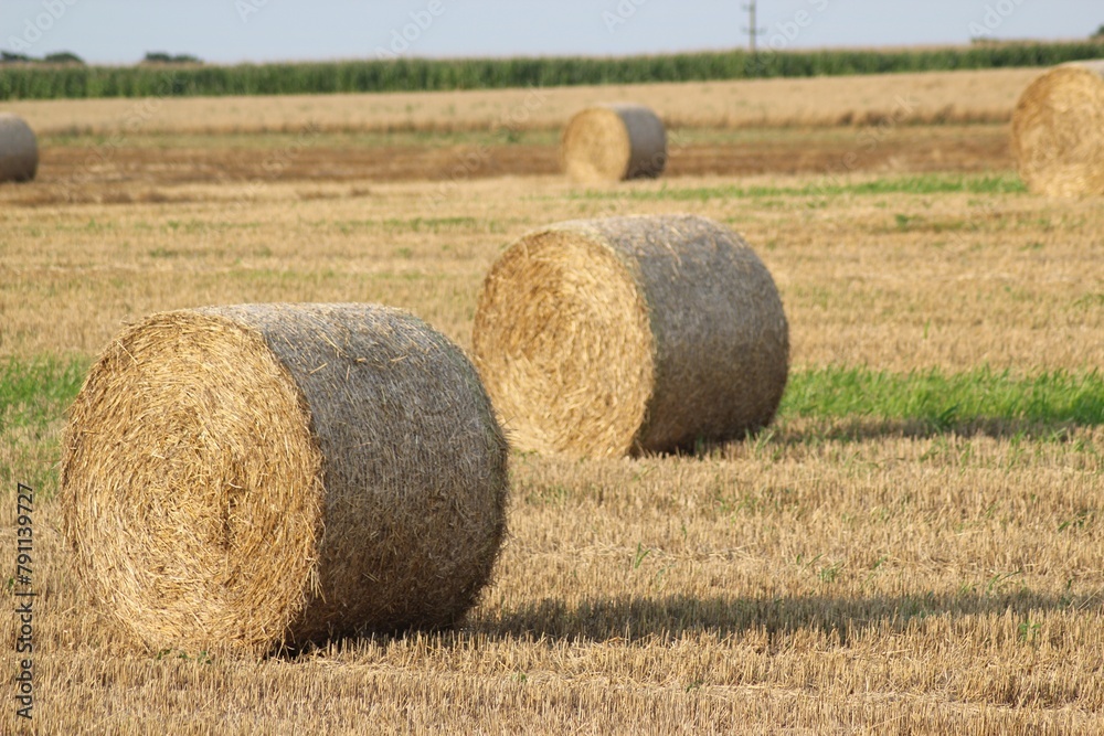 Fototapeta premium Picturesque Landscape of Round Hay Bales in a Vast Harvested Wheat Field Under a Hazy Blue Sky on a Peaceful Summer Day with Rolling Hills in the Background and a Scenic View of the Countryside