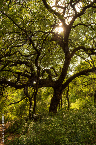 Sunlight filters through the dense foliage of an ancient  twisted tree  creating a tranquil and somewhat mystical atmosphere within a lush forest. 