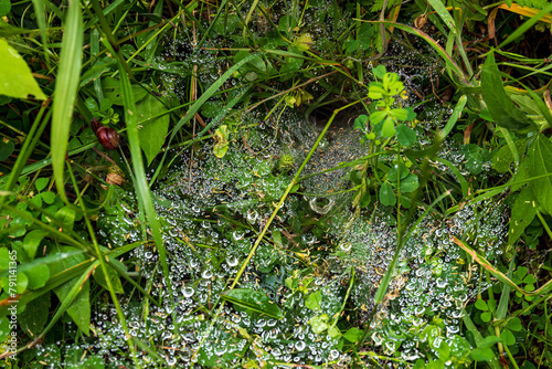 Dewdrops cling to a spider's web woven among green grass and leaves, creating a sparkling effect. A sense of freshness and intricacy is evident as the mornin highlights nature's minute details photo