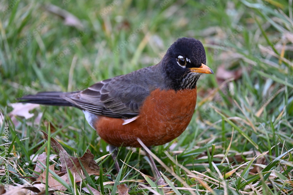 robin on the grass robin on the grass