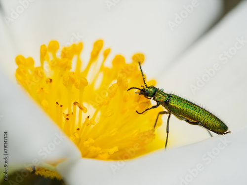 Фотография Lytta vesicatoria