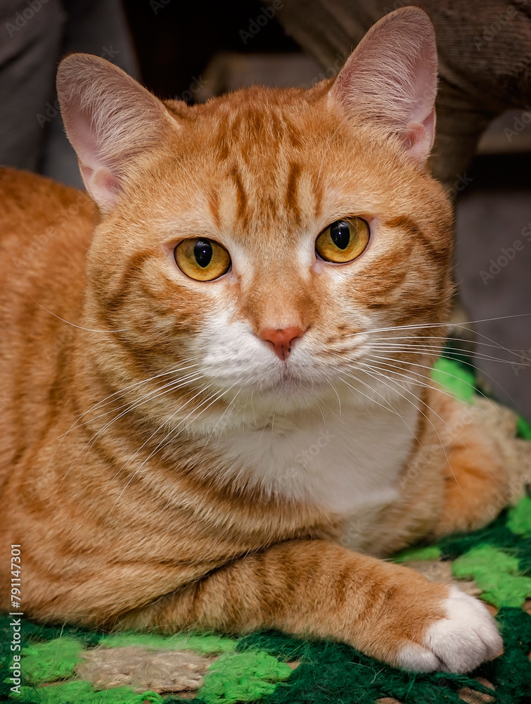 Orange and white cat portrait vertical Orange and white cat portrait vertical