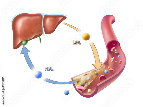 Cholesterol transport in the human body photo