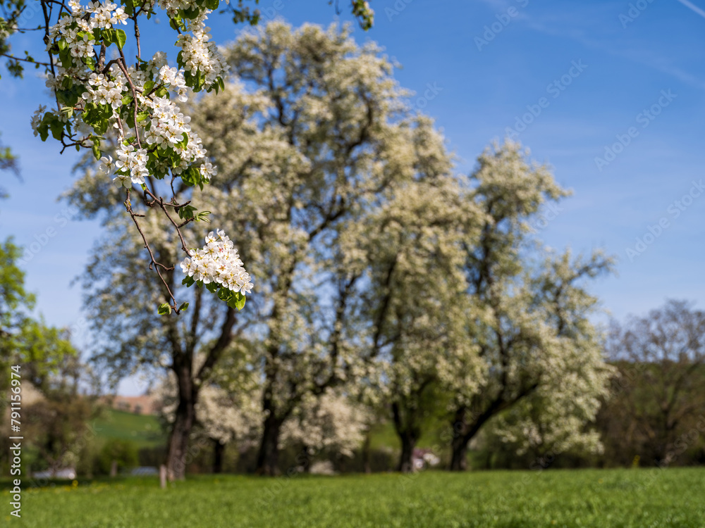 Baumblüte im Mostviertel, Niederösterreich, Ybbstal Baumblüte im Mostviertel, Niederösterreich, Ybbstal