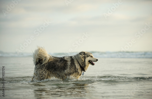 Alaskan Malamute wading through ocean water with happy face. 