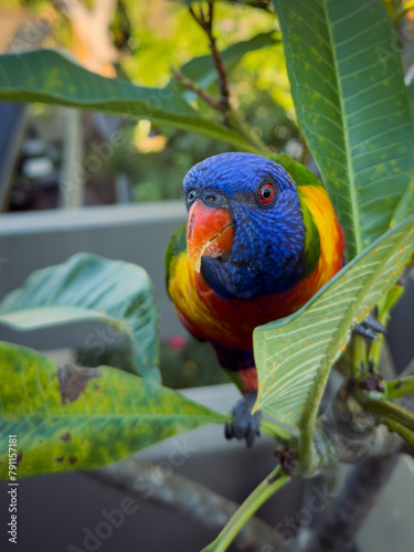 Rainbow Lorikeet Parrot. Birds of Australia (ID: 791157181)