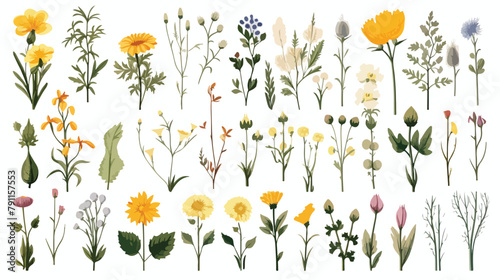 Collection of different medical herbs wild flower o © iclute4