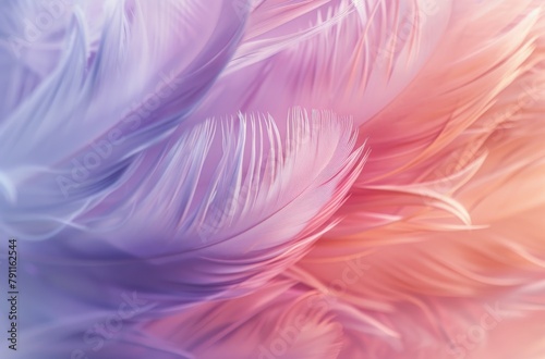 Close Up of a Pink and Purple Feather