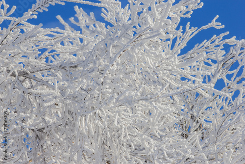 frost covered tree