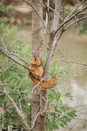 squirrel on a tree © Reagann