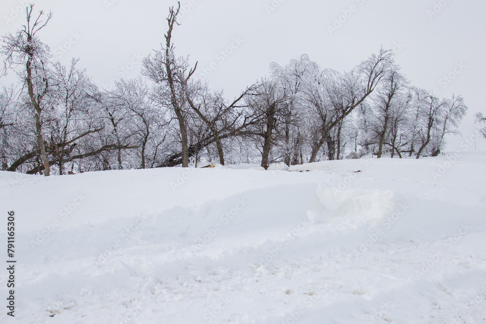 frosty trees with drifted snow