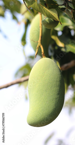 green mango is growing on tree.