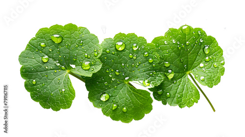 Centella asiatica leaves with rain drop isolated on white background top view photo
