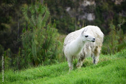 sheep in the mountains