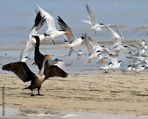 Cormorant, Seagulls, royal tern and common tern photo