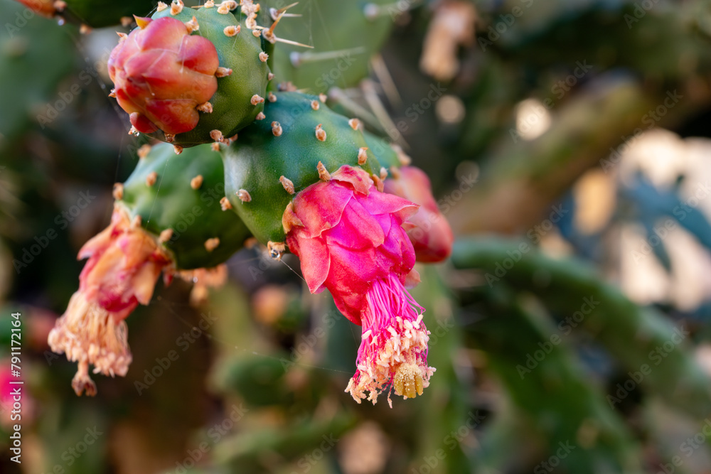 Fototapeta premium Small green yellow flowers of blossoming cactus plant