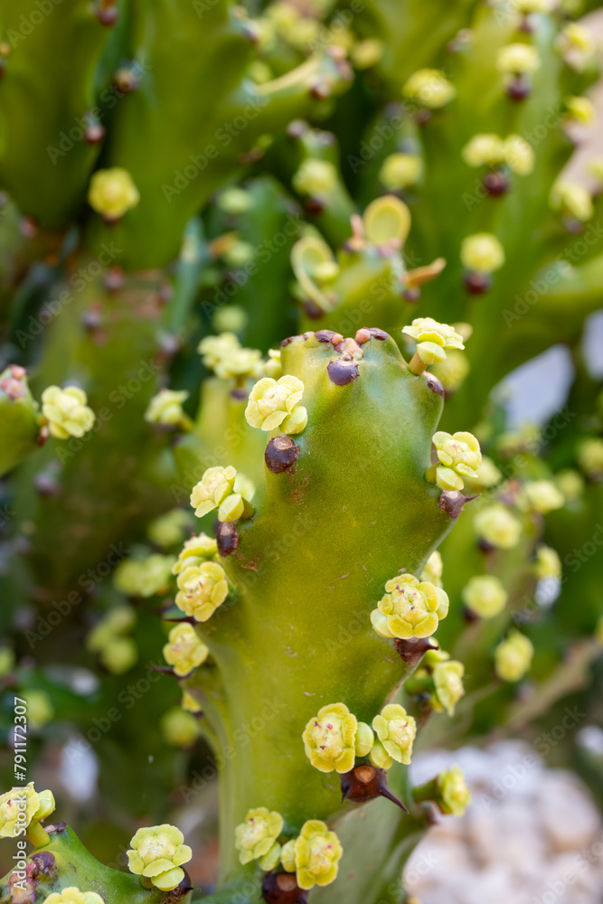 Fototapeta premium Small green yellow flowers of blossoming cactus plant