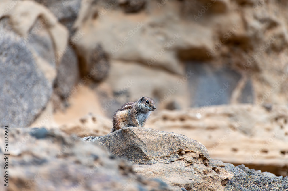 Chipmunk or barbary ground squirrel animal sits on dark lava stones in sun lights on Fuerteventura, Canary Islands, Spain Chipmunk or barbary ground squirrel animal sits on dark lava stones in sun lights on Fuerteventura, Canary Islands, Spain