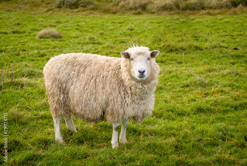 A single sheep stands in a field of green grass on a farm in New Zealand