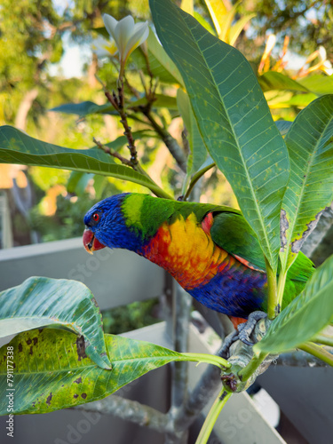 Rainbow Lorikeet Parrot. Birds of Australia (ID: 791177338)