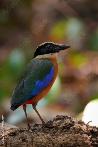 Beautiful of Blue-winged Pitta This is a migratory bird that can be found in Chanthaburi Province, Thailand during the month of April. © Jera