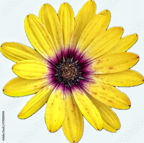 yellow flower isolated on white photo