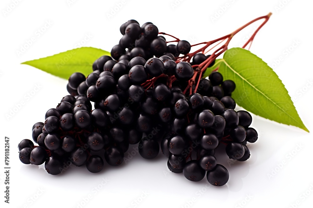 Elderberry isolated on white background Elderberry isolated on white background