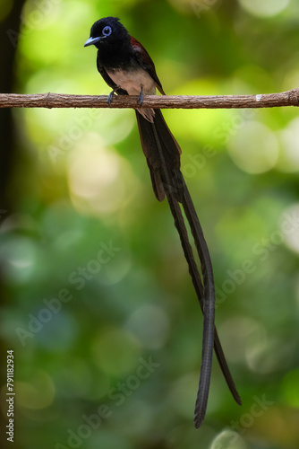 Rare item of Black Paradise-flycatcher.  It is a migratory bird that can be found in Thailand during April every year.