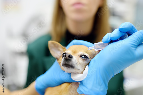 Veterinary doctor checkup eyesight of a chihuahua dog in a veterinary clinic. Vet apply drops to the eyes of pet. Pet health. photo