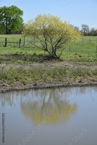 Tree by a Pond