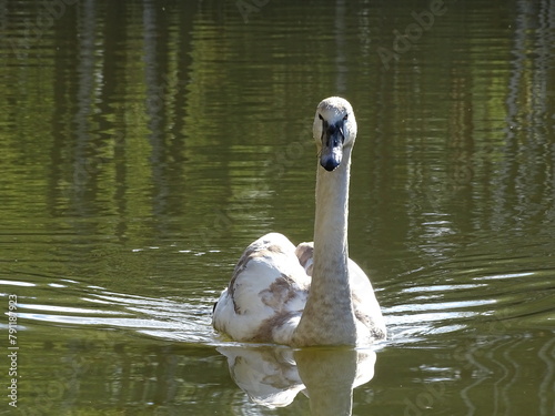 Fototapeta Naklejka Na Ścianę i Meble -  swan on the lake
