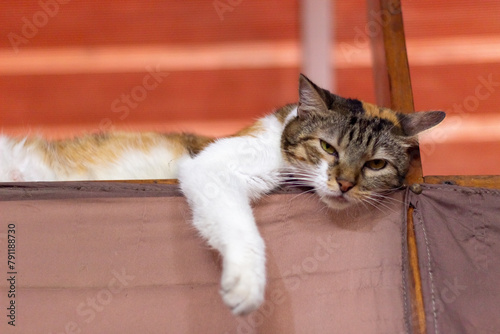 Domestic cat lying on a chair. Portrait of a cat.