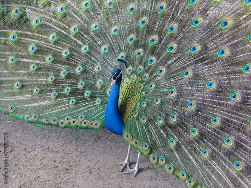peacock colored tail