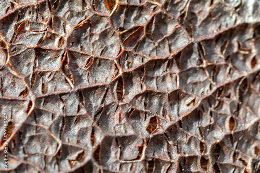 Texture of dry vegetable, leaf, seed, tree bark