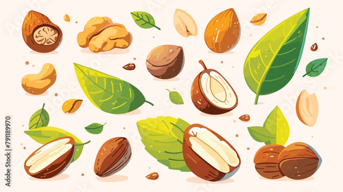 Colored and monochrome drawings of brazilian nut wi