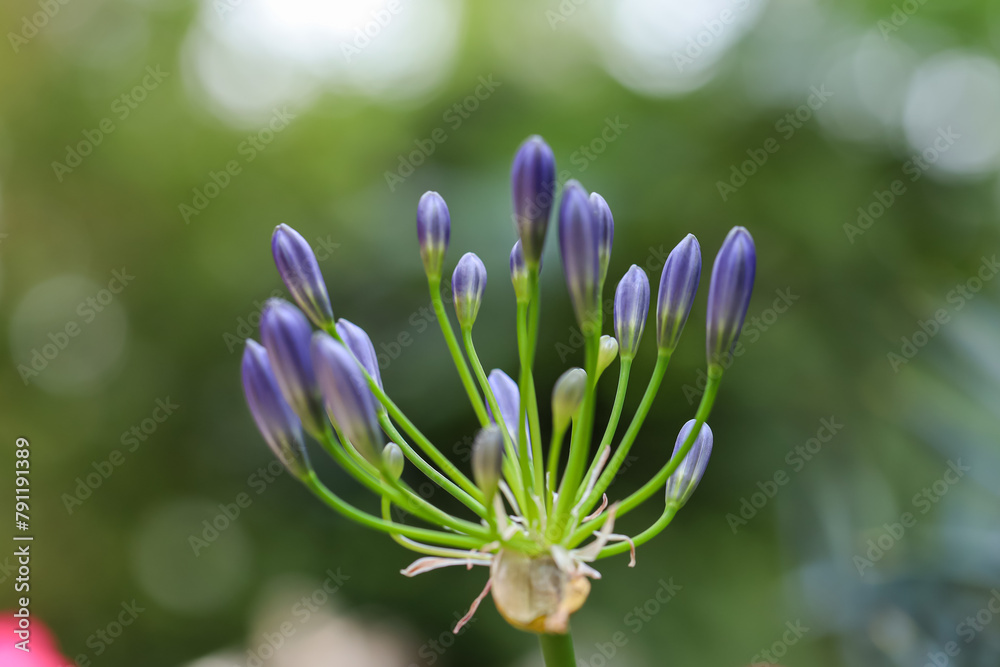 Fototapeta premium Agapanthus Africanus Albus, purple lily flowers, close up. African lily or Lily of the Nile is popular, flowering garden plant of the Amaryllidaceae family.